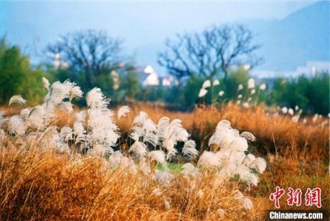  浙江|浙江杭州西溪现“秋芦飞雪”一景 绘染醉人画卷