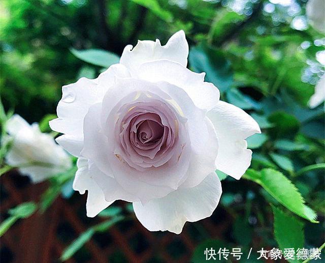 “河本女士,你的月季飞起来了!”聊聊那些仙到飞起的河本月季