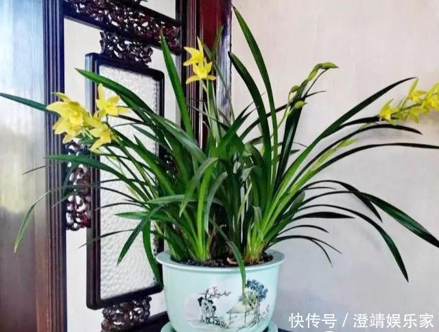 花盆|养兰花不花钱,随便一把花生壳,扔在花盆养分足,不积水不烂根