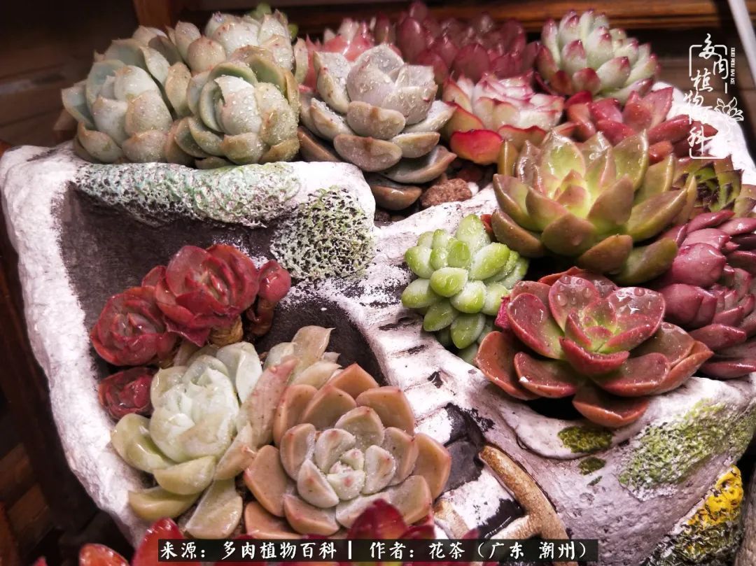 放松心情,静享愉悦,阳光下的多肉是最美的!