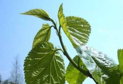 桑枝|你有脚气吗农村一种普通的树枝，专门治脚气，快速有效还免费！