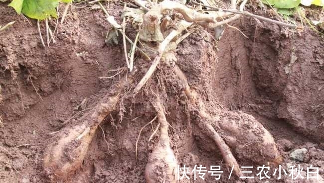 人参|乡下一种不起眼的小花，根茎竟是千年人参，如若遇到一定别放过