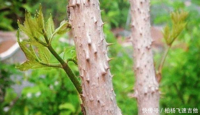 槐花菜|农村有种满身刺的木苗，村民这是“树上人参”