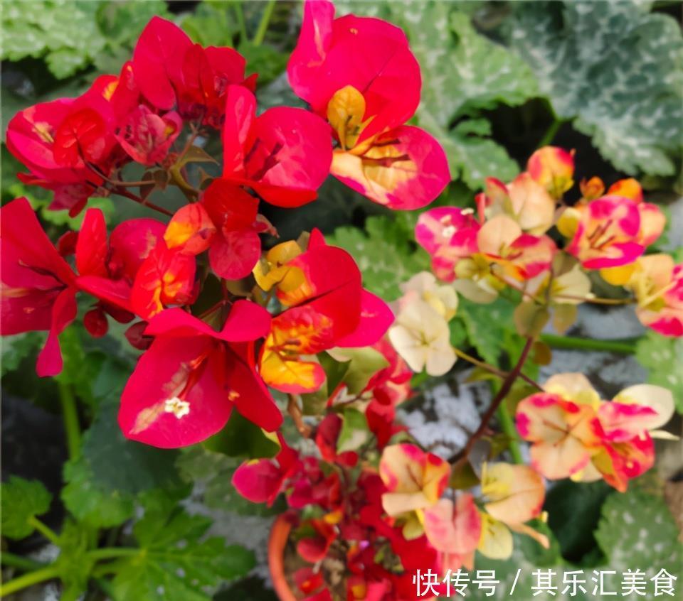 冬天养三角梅,3个小动作,年年开花,不愁没花赏