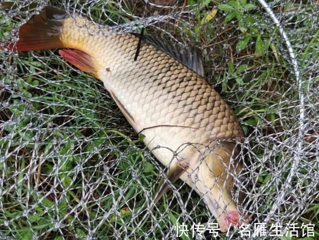 野钓|立秋过后如何钓大鱼?打重窝前要三思,否则窝料全喂了鱼