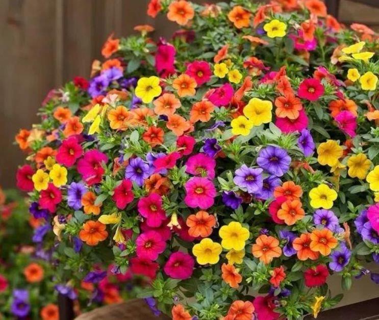 最适合新手养的4种花,沾土就能活,名字好听,花更美