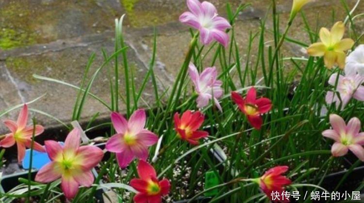 漂亮|此花超漂亮，沾土就活，花朵迷人，阵阵花香，花朵大