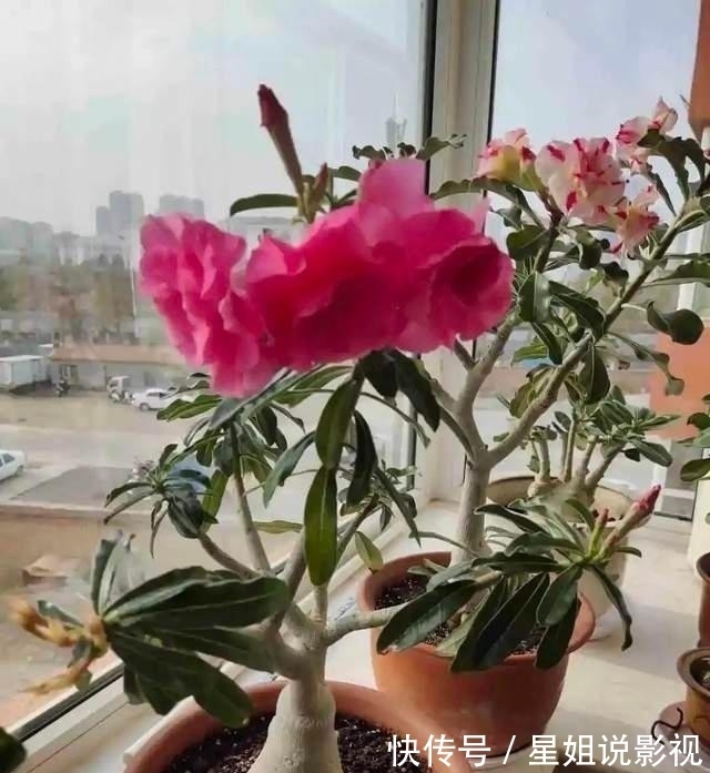 花根|家里有这5种花，越懒养越好，根不烂叶子不黄，养养就爆盆！