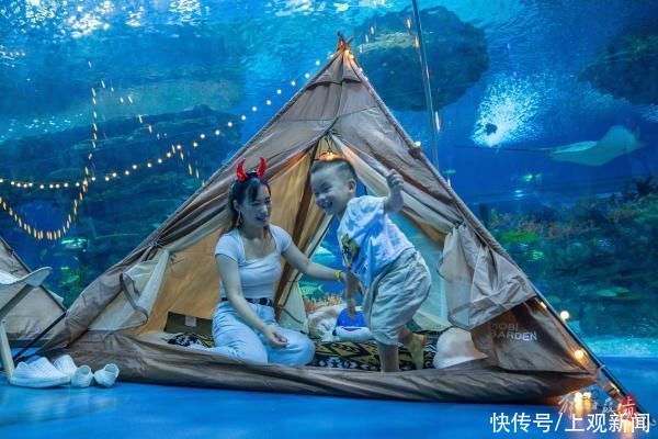 海昌|搭帐篷与海洋动物一起入眠……上海海昌海洋公园开启“夜游”模式