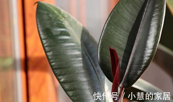 修剪|橡皮树越长越高怎么办,像这样修剪一下会长得更好哦