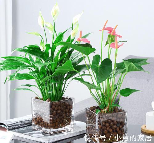 复合肥|公认的“12种耐阴花”,有点散光就能长,花叶俱美有格调