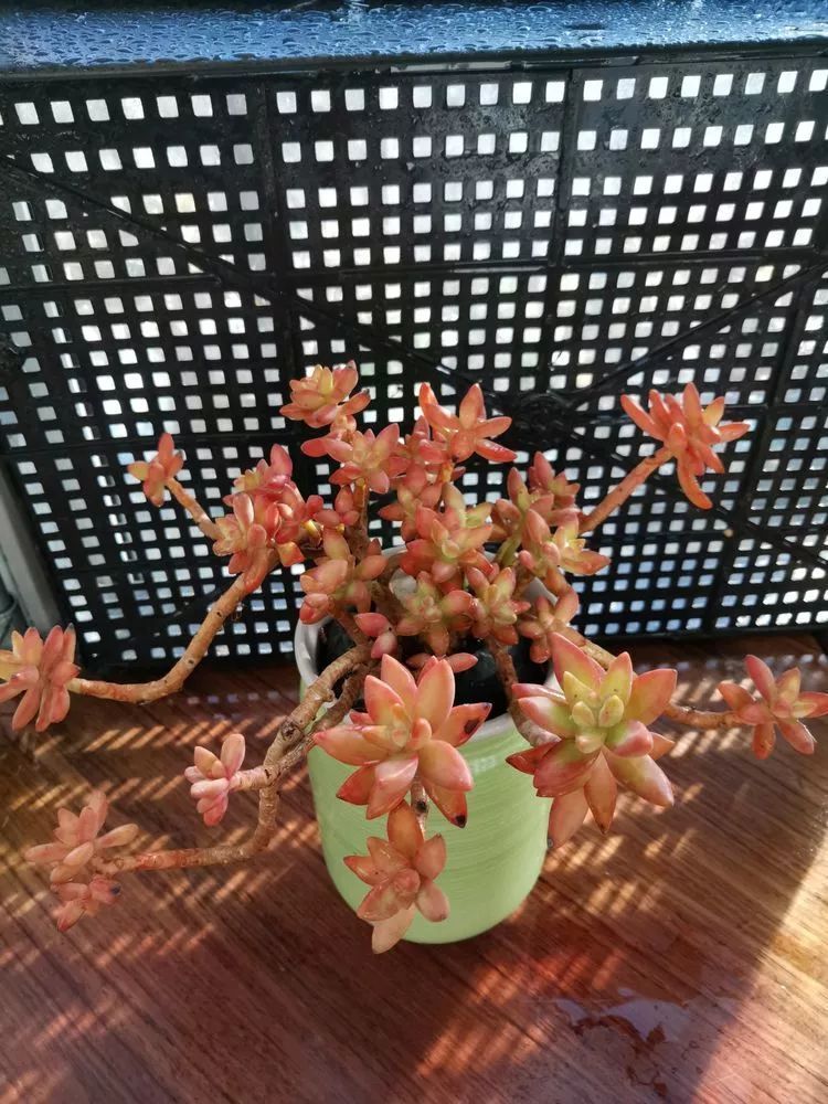 遇见多肉，遇见美好！谨以此文，献给入坑六年的自己！