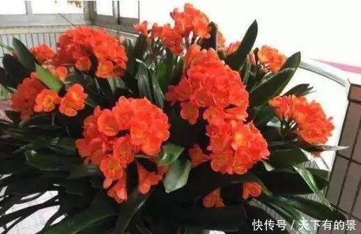 把它倒在花盆里,君子兰疯长如野草,一次能开30多