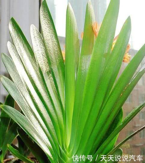 养君子兰,只需一个小方法,叶片肥厚,花苞开完一茬又一茬