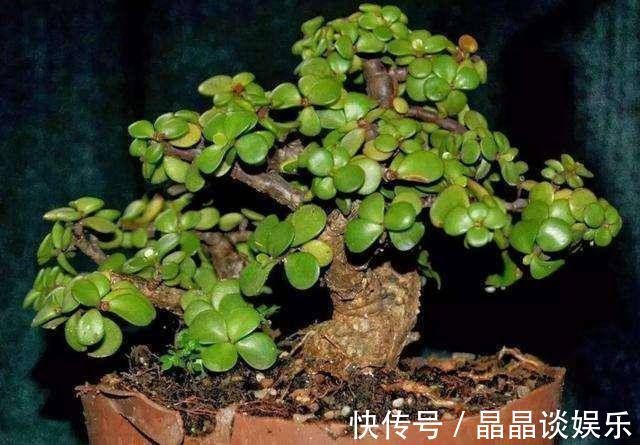 技巧|3种名贵盆景山上遍地有，教你养护技巧，个个价值高造型佳