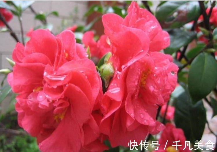 家中必养“4种花”,好养漂亮花期长,开花一簇簇,开成百花园!