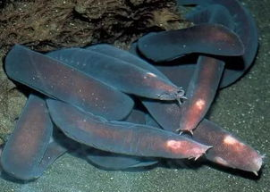 盲鳗属于圆口动物 是地球上出现最早的脊椎动物之一 快资讯