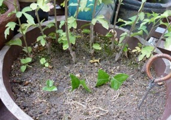  方法|过年都爱摆几盆长寿花，学会5种“扦插”方法，长寿花一盆变多盆