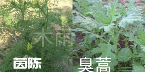 春季是挖茵陈的好季节，茵陈有什么作用？为啥好多人都喜欢？