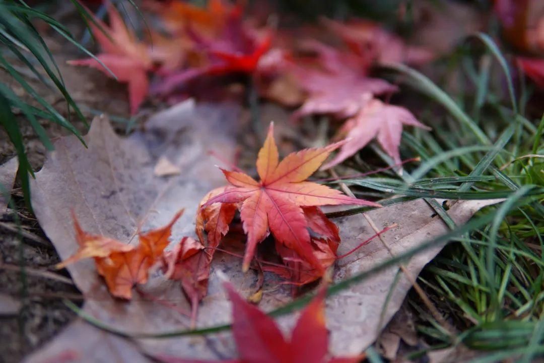 童话|初冬闵行的两座公园，一座厚重如油画，一座飘逸似水彩，美得像童话