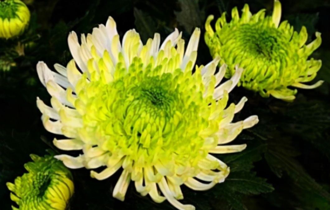 健康长寿|想长寿要先会吃,3种食物离不开,补充营养,有益健康!