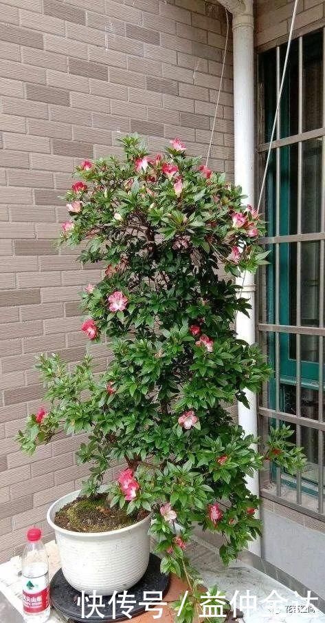 杜鹃花|这三种花，生来就是“醋坛子”，每月喝一口，枝繁叶茂，花开不断