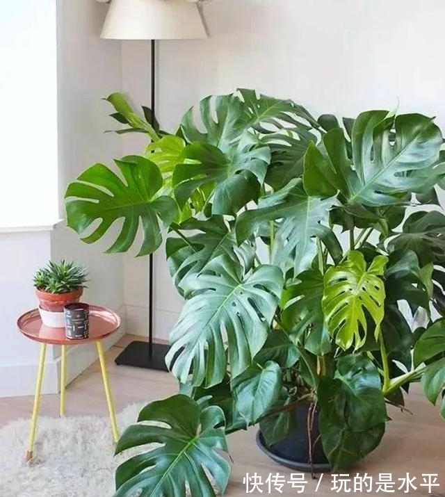 养了3年的龟背竹,冬天也给“浇点肥”,蹭蹭冒出4片新叶子