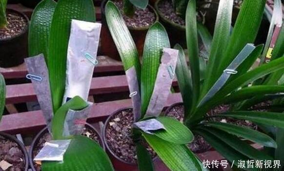 养君子兰,一个“小方法”,叶片整齐又好看,厚实油绿,长爆盆!