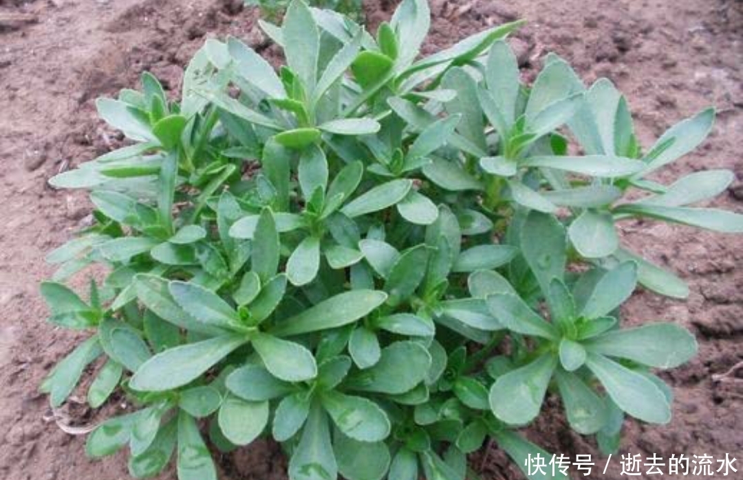 救心菜|提个醒:若在农村遇见此野菜,记得挖回来,种在阳台上,好处多多