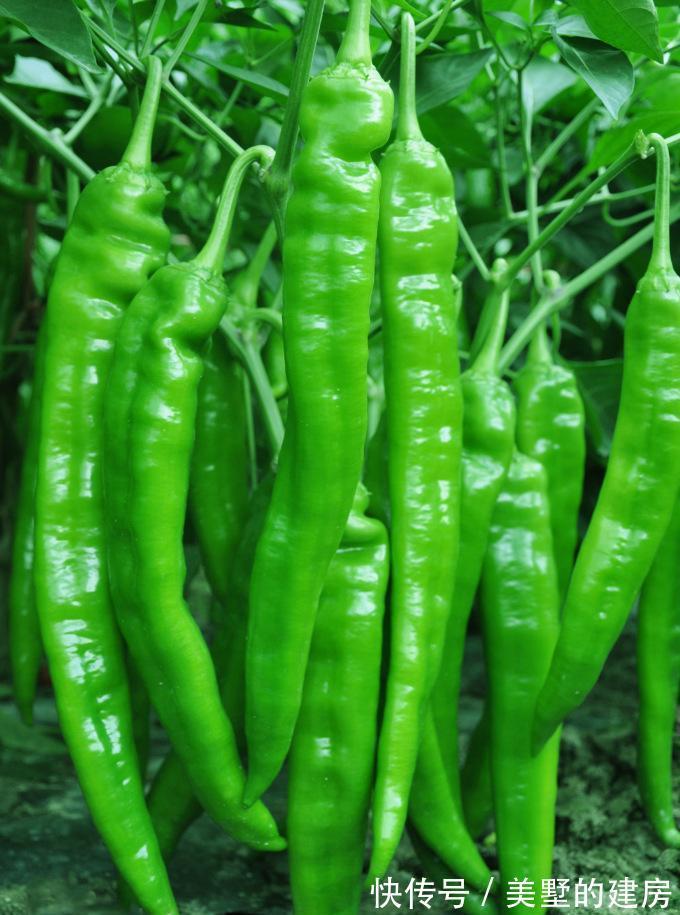 土壤|喜欢养花，闲暇时种植一些蔬菜盆栽，既能观赏还能开摘，非常有趣