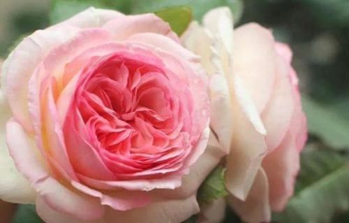 花朵|4种花美的出奇，开起花来“拦”不住，美不胜收，你养了吗