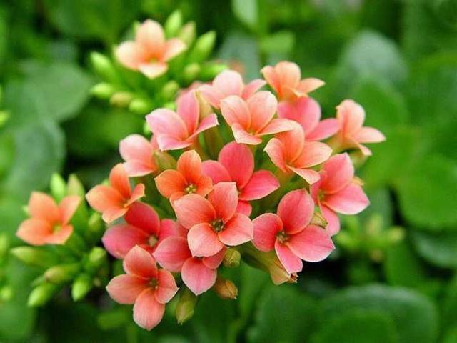 长寿花种植要懂得技巧,掌握这些品种繁多花色不一,成活率还高