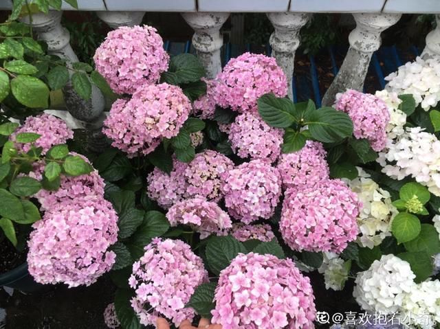 夏天养花,这个地方千万别摆,否则3天死翘翘