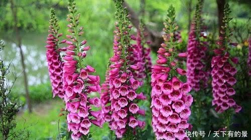 一款被名字耽误的高颜值花,好养有价值,花朵串串开一夏!
