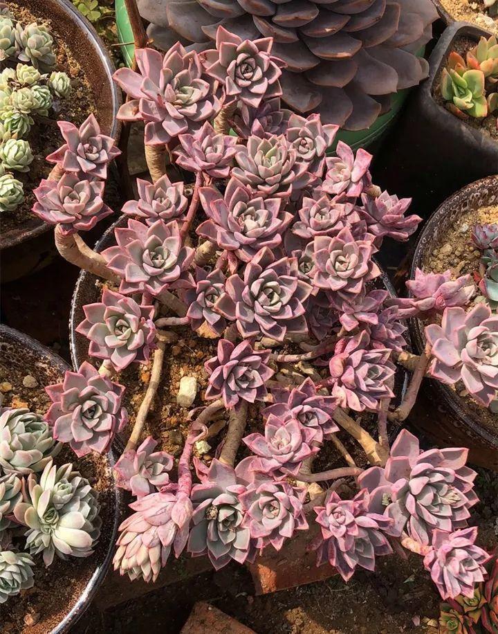 姐姐养了9年的多肉,没有买肥就用它,个个长成精!