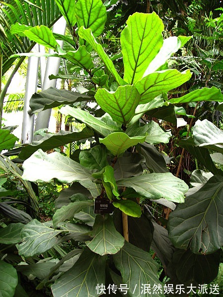 栀子花|北方家里当宝的花,南方大马路上全都是,我酸了!