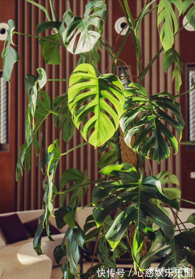 客厅养花不宜多！12种“吉祥花”任选一种，寓意好“养人”还旺家