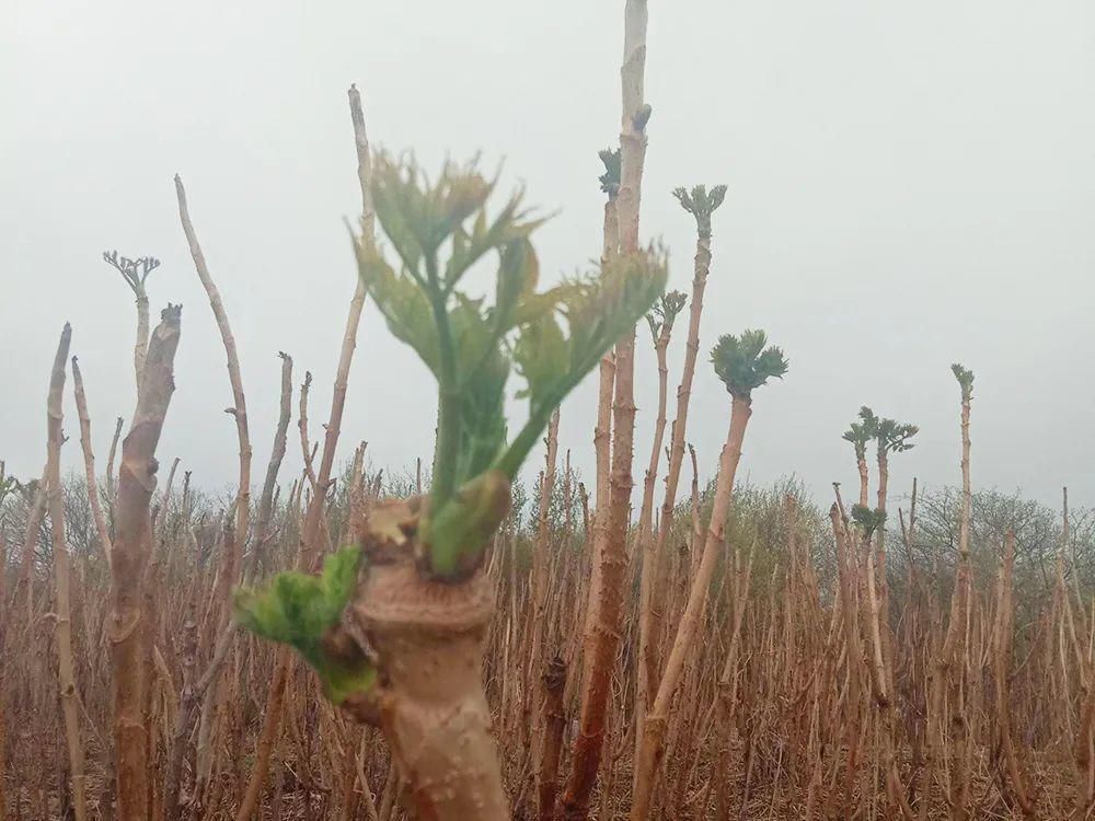 此树满身刺,但树芽却是极品野菜,营养不输人参,出口80元一斤