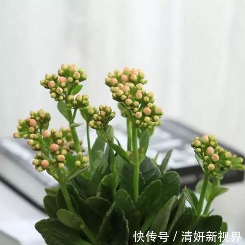 这几盆号称“浇不死”盆栽,吸收甲醛空化空气,聪明人都在养!