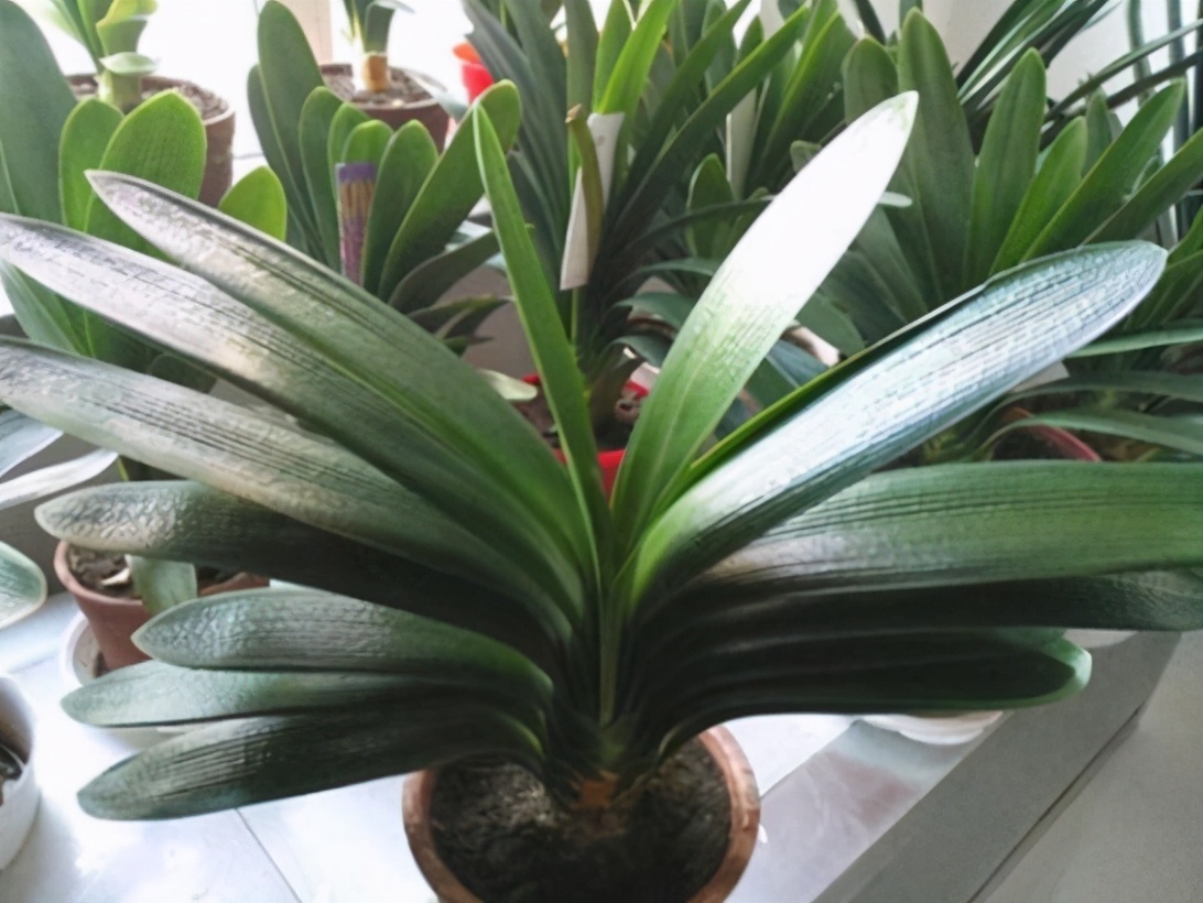 想换盆怕把花“换死”教你一个“安全”的方法，换完快速生长