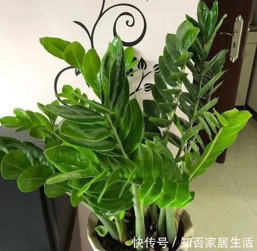 这玩意1分钱不值,垫在花盆底,养啥花都旺,蹭蹭长爆盆