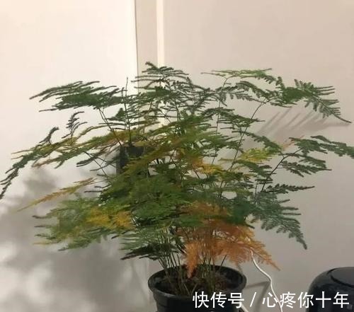 叶子|文竹叶片发黄,从这4点改善,叶子碧绿,气质更好!