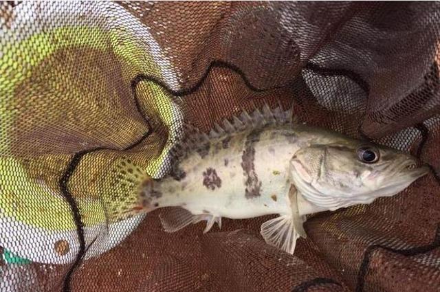 小鱼|钓到这鱼不能摘钩,否则后果很严重,很多钓友一头雾水