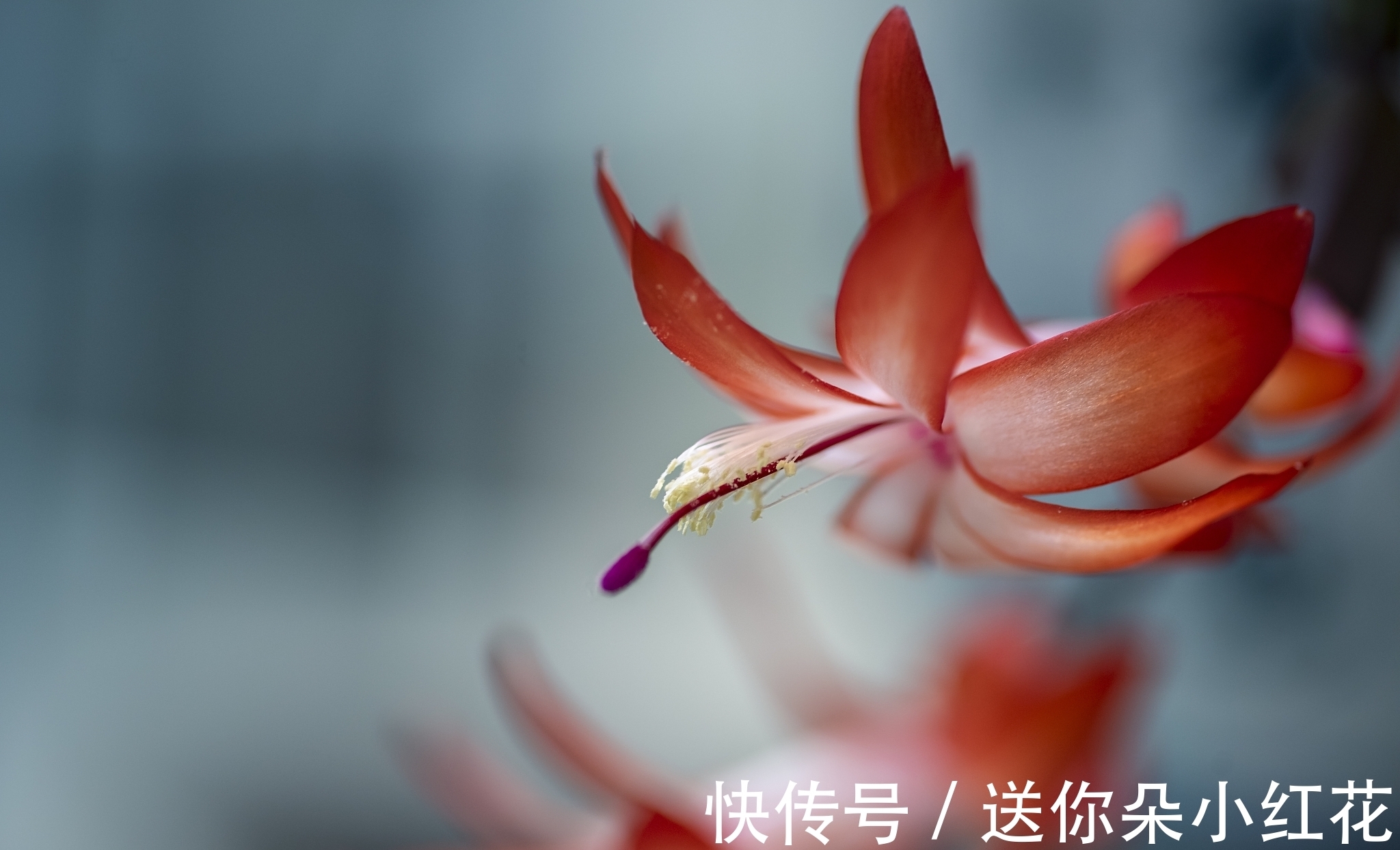 花草在精不在多！秋冬备齐这“3种”，每天都能有花欣赏