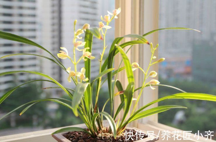 秋季兰花养护截然不同,通过3点入手,合理改变才能发新芽长花苞