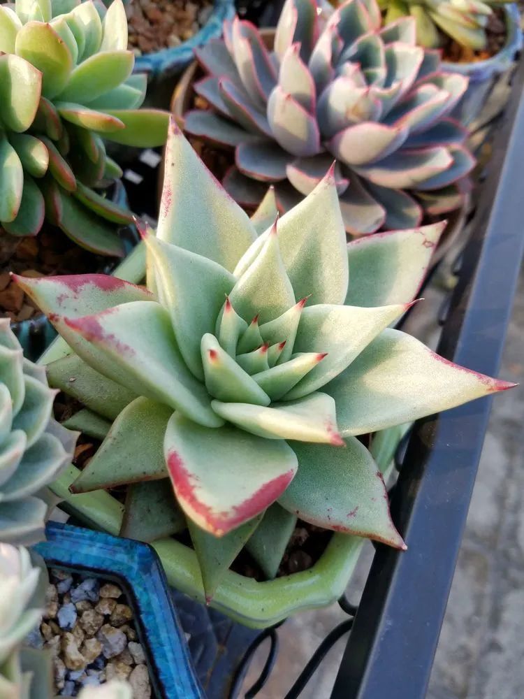 养肉三年，分享养肉经验，谈谈适合逆开挂区的多肉！