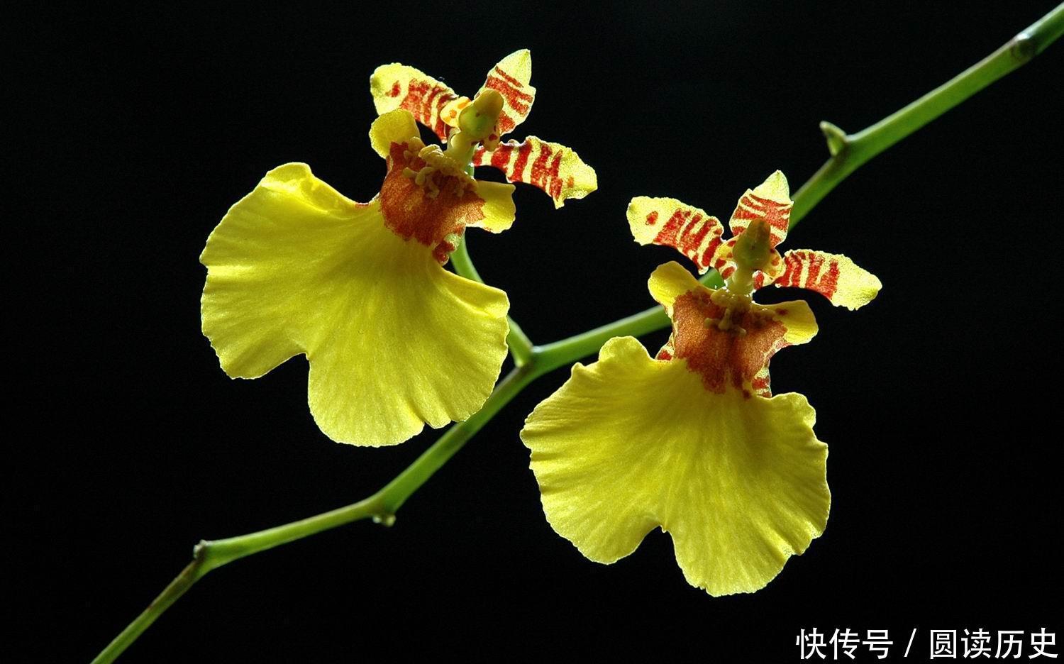 文心兰,花香清爽,养在家中心旷神怡