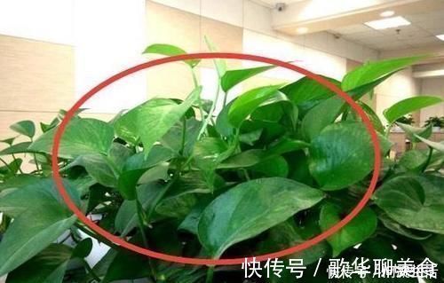 为什么有钱人家里都养这3种花听老师傅一说,才知作用这么大