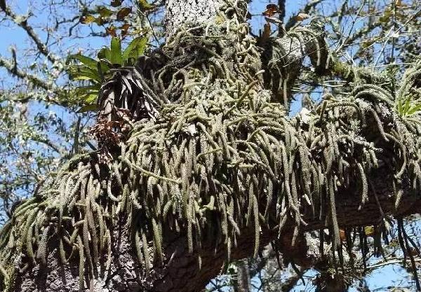 你家的是白檀仙人掌还是鼠尾掌,不要傻傻分不清