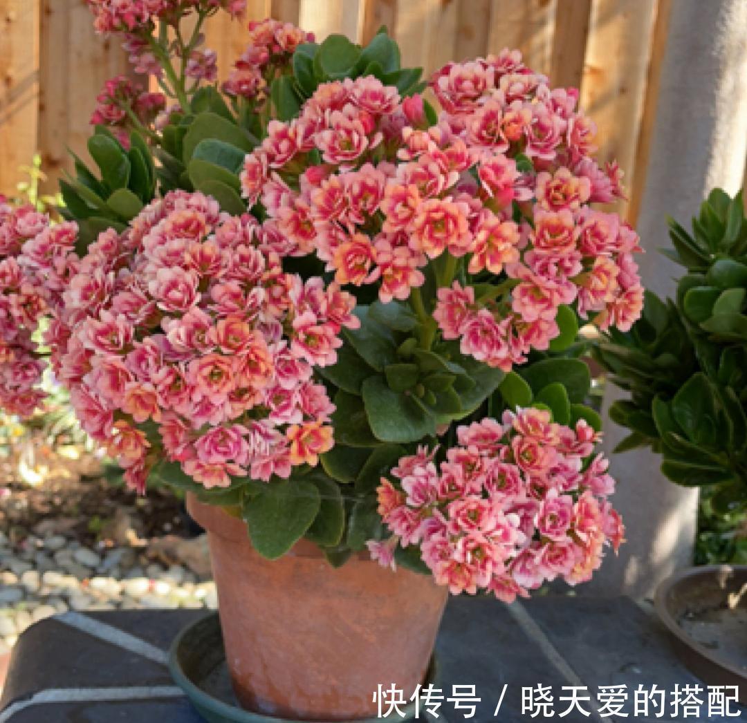 适合十月养的“14种花”,成活率高,能早日开花,喜欢别错过